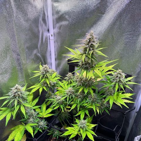 Royal Jack Auto growlog timeline photo