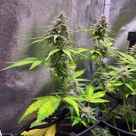 Royal Jack Auto growlog timeline photo