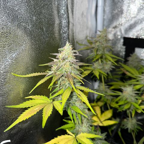 Royal Jack Auto growlog timeline photo