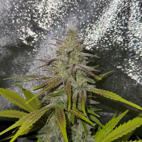 Royal Jack Auto growlog timeline photo