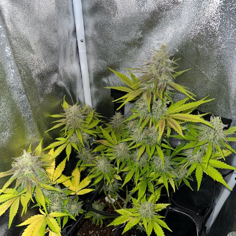 Royal Jack Auto growlog timeline photo