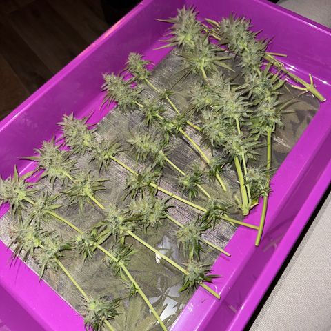 Royal Jack Auto growlog timeline photo