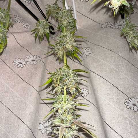 Royal Jack Auto growlog timeline photo
