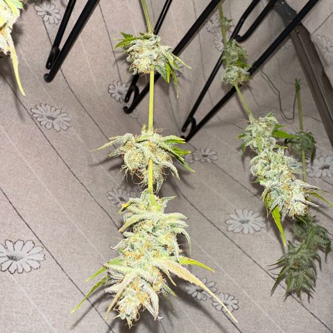 Royal Jack Auto growlog timeline photo