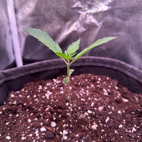 CookiesGelato 🍪 growlog timeline photo