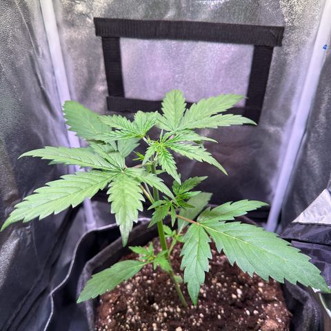 CookiesGelato 🍪 growlog timeline photo