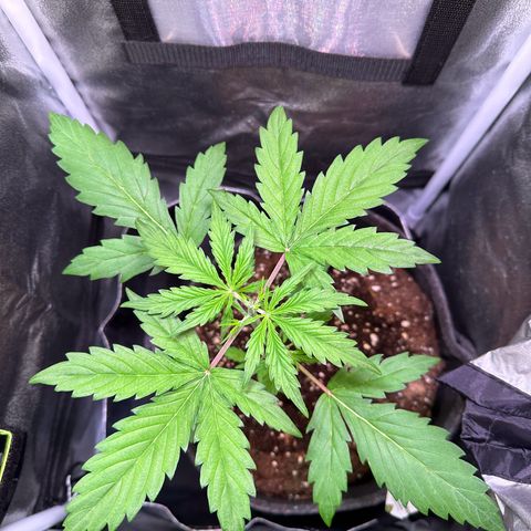 CookiesGelato 🍪 growlog timeline photo