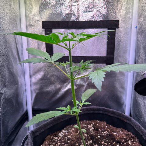 CookiesGelato 🍪 growlog timeline photo