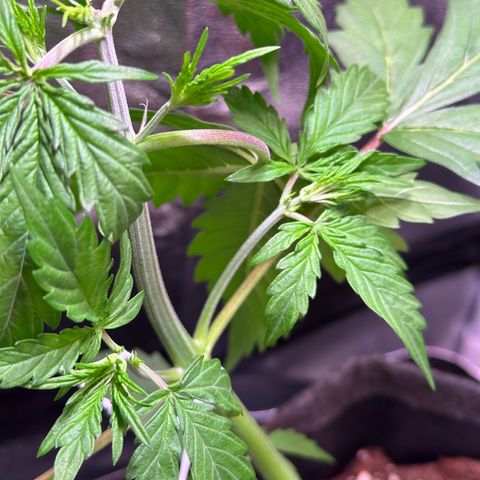 CookiesGelato 🍪 growlog timeline photo