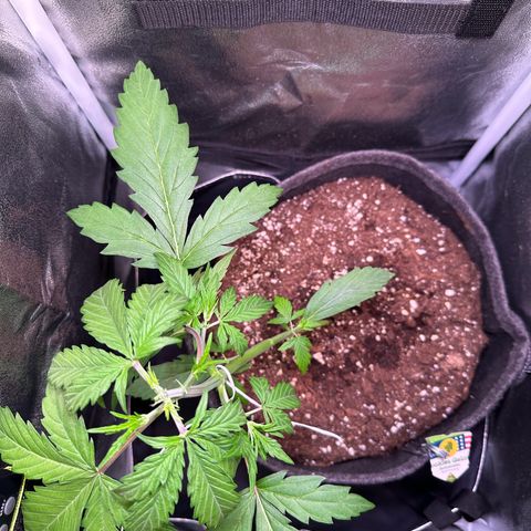 CookiesGelato 🍪 growlog timeline photo