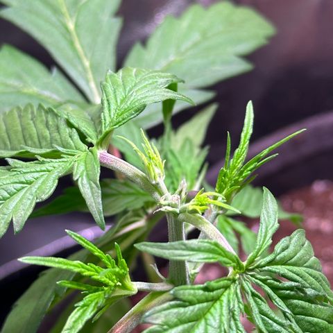 CookiesGelato 🍪 growlog timeline photo