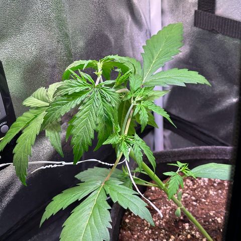 CookiesGelato 🍪 growlog timeline photo