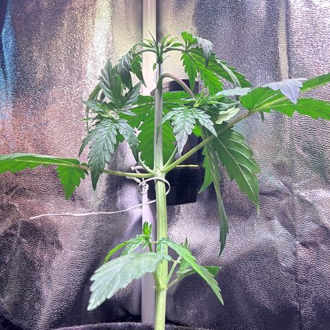 CookiesGelato 🍪 growlog timeline photo