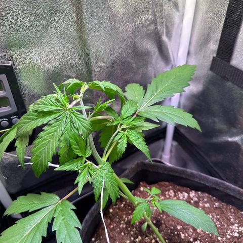 CookiesGelato 🍪 growlog timeline photo