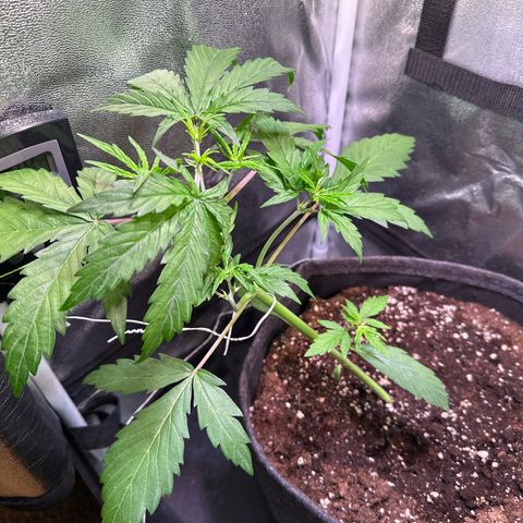 CookiesGelato 🍪 growlog timeline photo