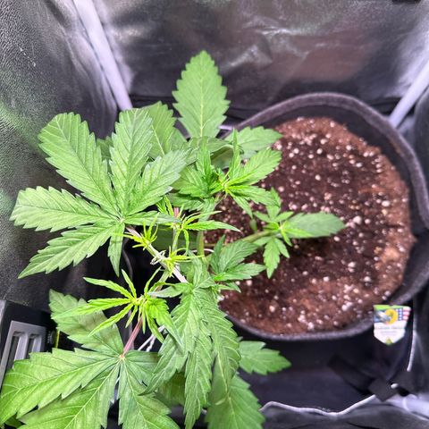 CookiesGelato 🍪 growlog timeline photo