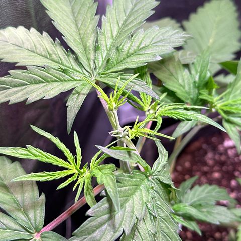 CookiesGelato 🍪 growlog timeline photo
