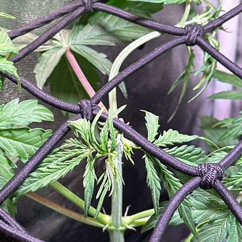 CookiesGelato 🍪 growlog timeline photo