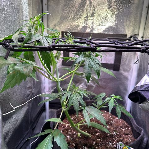 CookiesGelato 🍪 growlog timeline photo