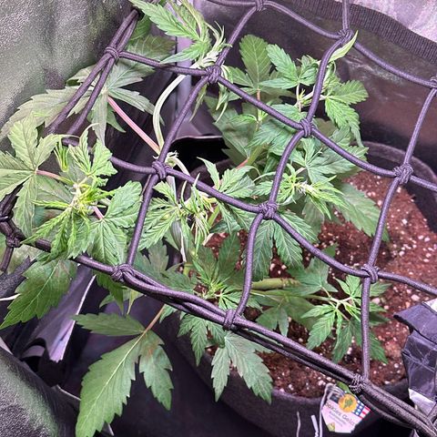 CookiesGelato 🍪 growlog timeline photo