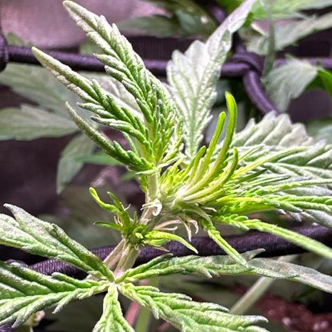 CookiesGelato 🍪 growlog timeline photo