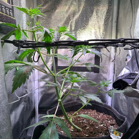 CookiesGelato 🍪 growlog timeline photo