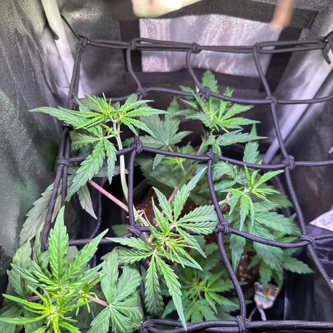 CookiesGelato 🍪 growlog timeline photo