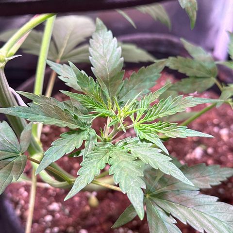 CookiesGelato 🍪 growlog timeline photo
