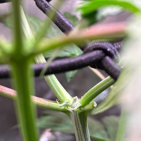 CookiesGelato 🍪 growlog timeline photo