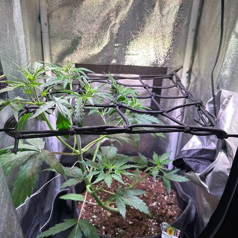 CookiesGelato 🍪 growlog timeline photo