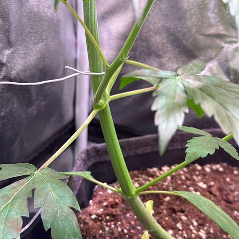 CookiesGelato 🍪 growlog timeline photo