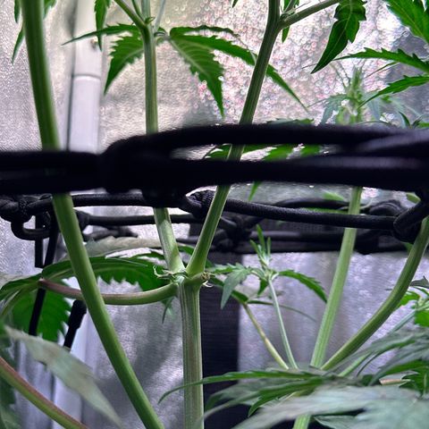 CookiesGelato 🍪 growlog timeline photo