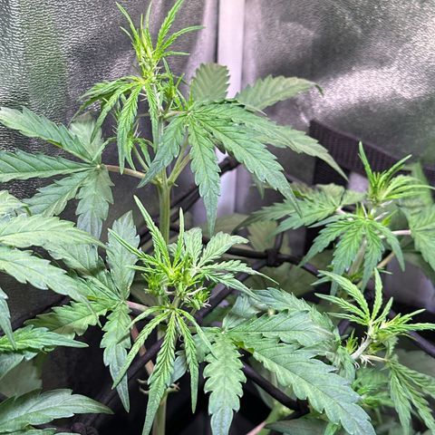 CookiesGelato 🍪 growlog timeline photo