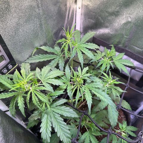 CookiesGelato 🍪 growlog timeline photo