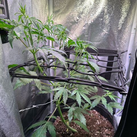 CookiesGelato 🍪 growlog timeline photo