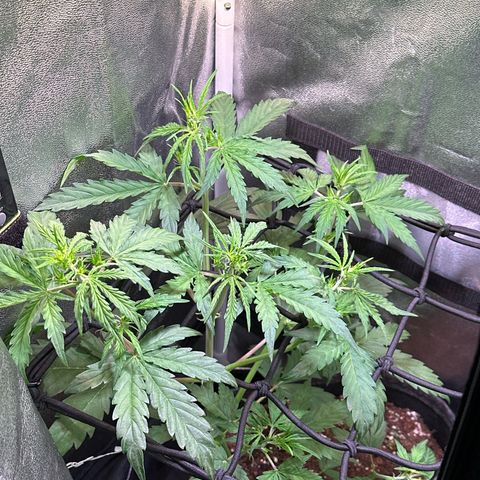 CookiesGelato 🍪 growlog timeline photo