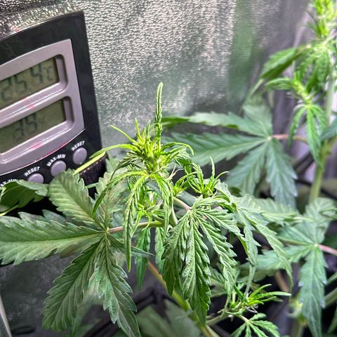 CookiesGelato 🍪 growlog timeline photo