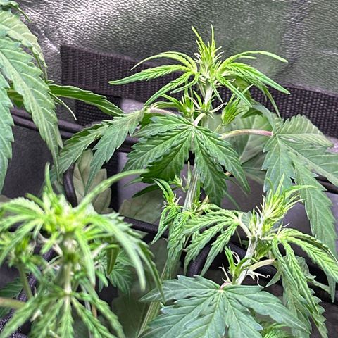 CookiesGelato 🍪 growlog timeline photo
