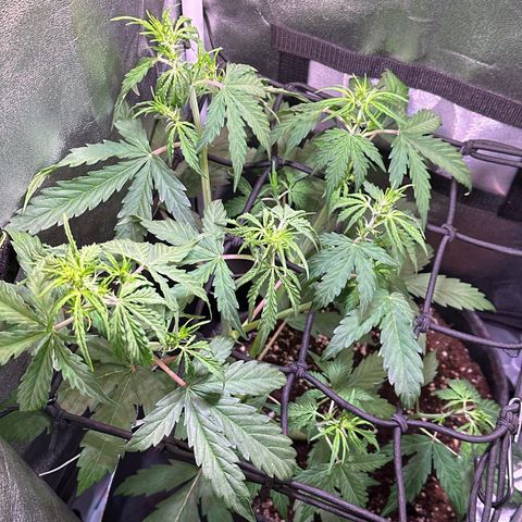 CookiesGelato 🍪 growlog timeline photo