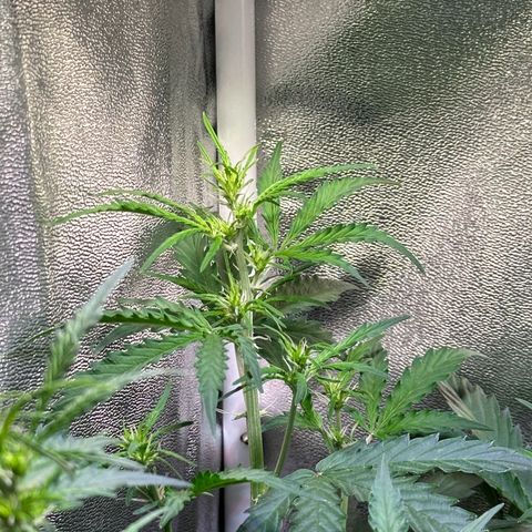 CookiesGelato 🍪 growlog timeline photo