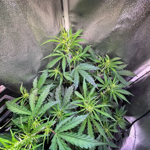 CookiesGelato 🍪 growlog timeline photo