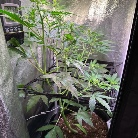 CookiesGelato 🍪 growlog timeline photo