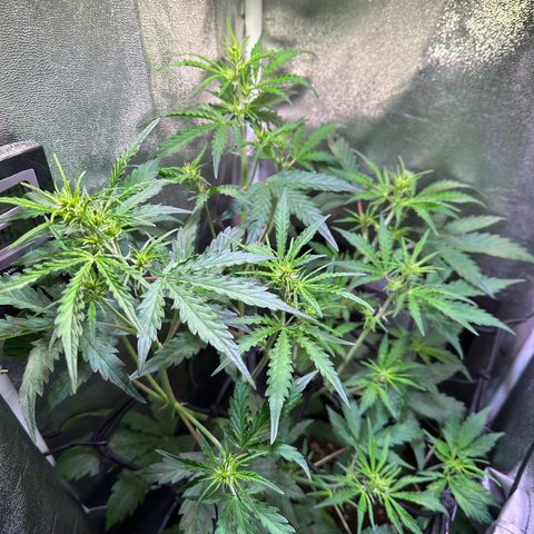 CookiesGelato 🍪 growlog timeline photo