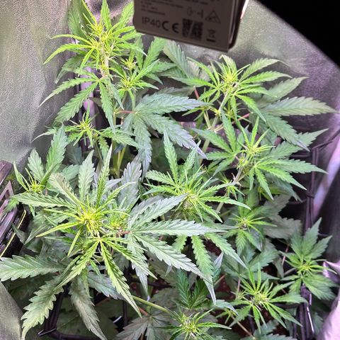 CookiesGelato 🍪 growlog timeline photo