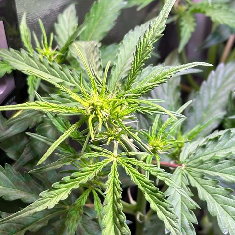 CookiesGelato 🍪 growlog timeline photo