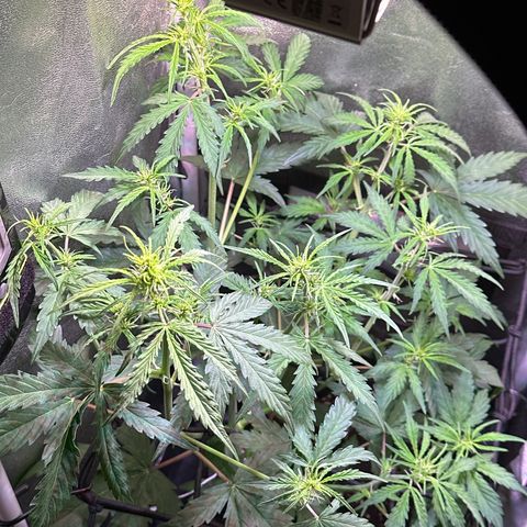 CookiesGelato 🍪 growlog timeline photo