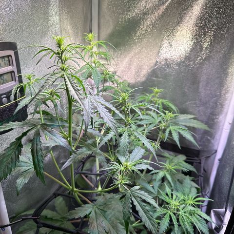 CookiesGelato 🍪 growlog timeline photo