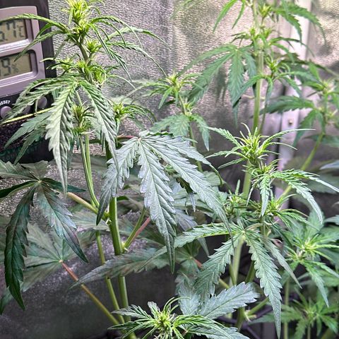 CookiesGelato 🍪 growlog timeline photo