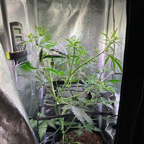 CookiesGelato 🍪 growlog timeline photo