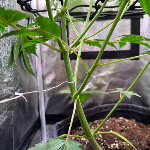 CookiesGelato 🍪 growlog timeline photo